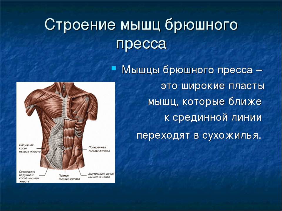 Мышцы пресса живота и таза (низа) человека: анатомия строения, функции верхних, нижних и глубоких отделов