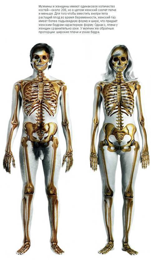 Скелет человека: название, описание костей, фото и видео
