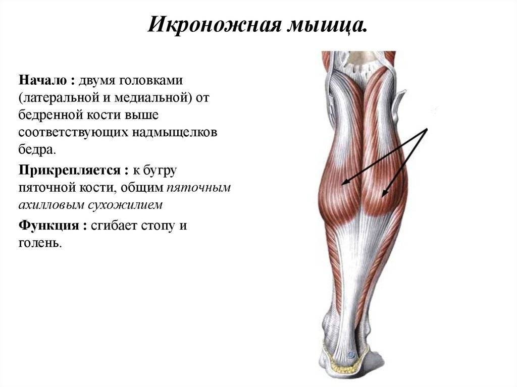 Икроножная мышца: где находится, строение, функции, фото
