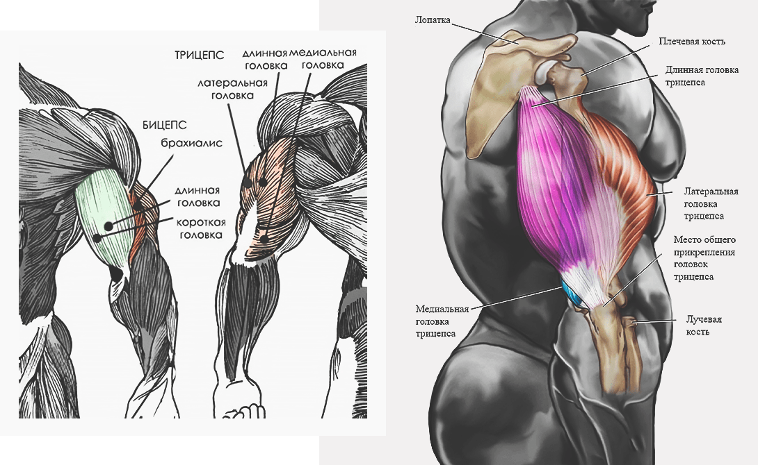 Тренировка с тендинопатией двуглавой мышцы плеча. часть 1