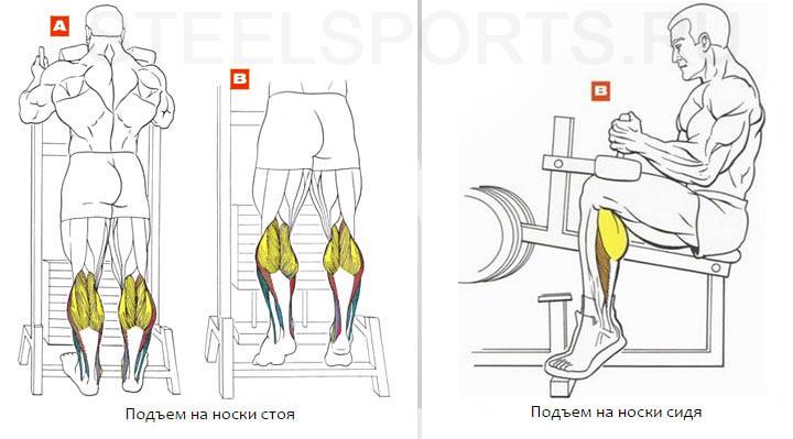 Икроножные мышцы: как накачать икры в тренажерном зале