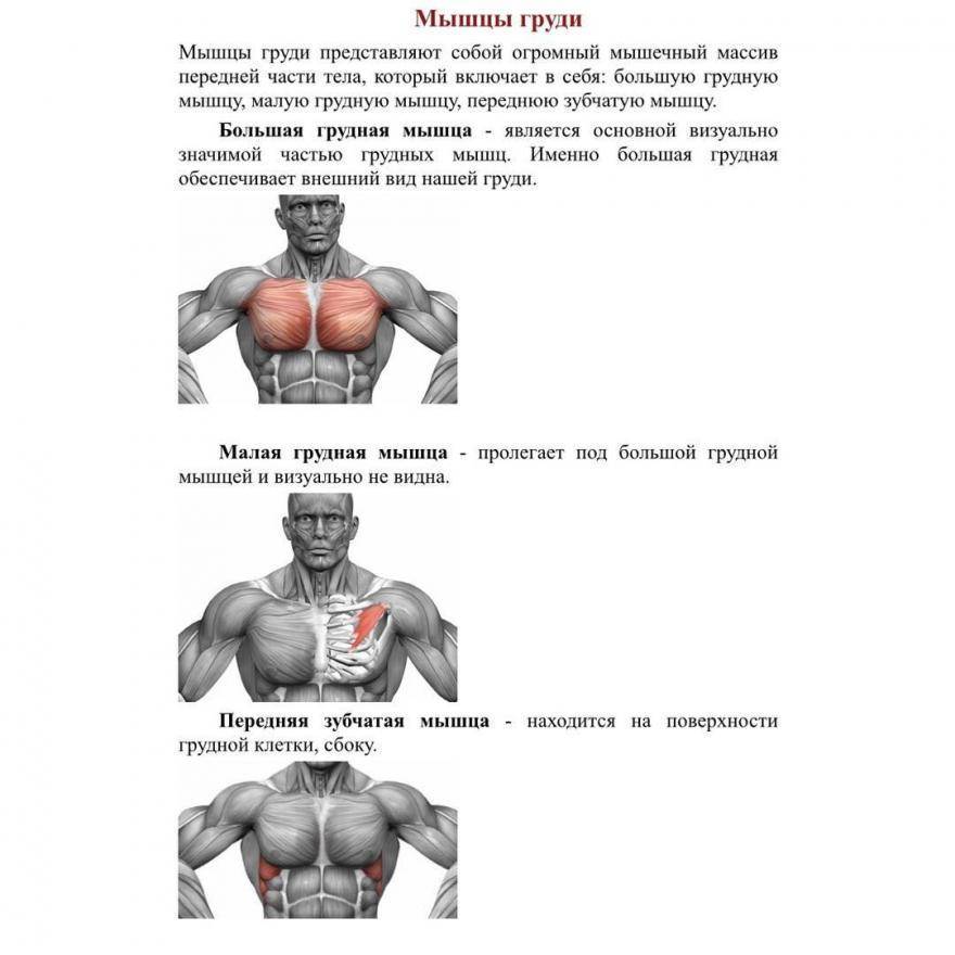 Воркаут программа тренировок для грудных мышц