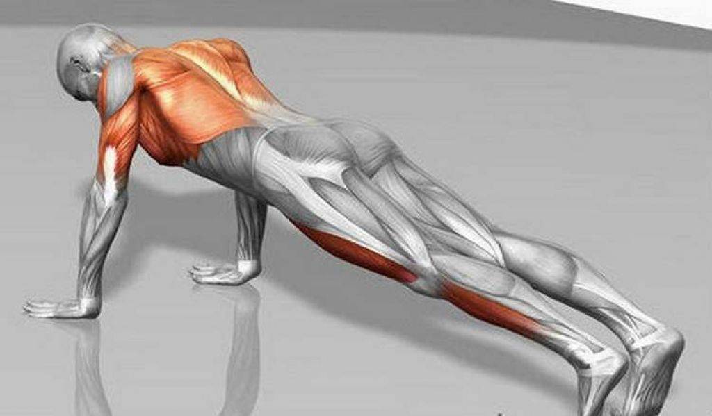 Отжимания от пола: анатомия упражнения, основные разновидности, какие мышцы качаются