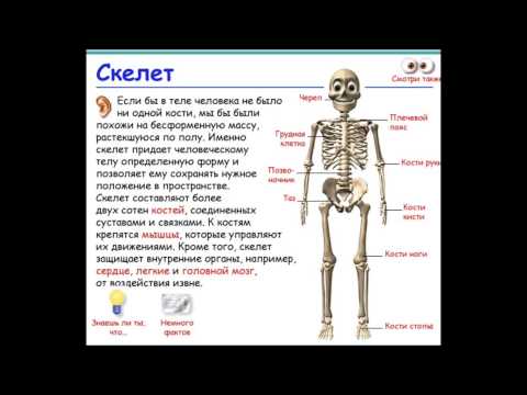 Строение и функции скелета человека: название костей их роль в теле человека