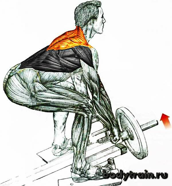 Лучшие упражнения на широчайшие мышцы спины для мужчин и женщин