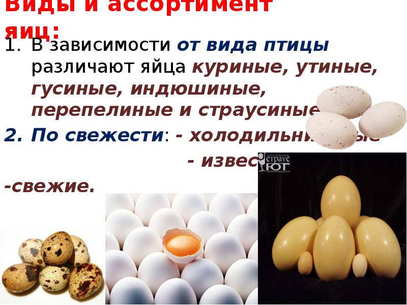Польза яиц — 7 доказанных свойств для организма, а также вред и применение