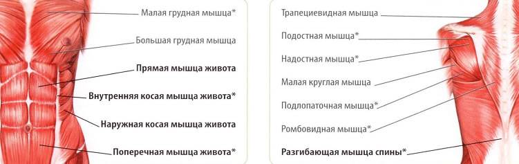 Зоны коры головного мозга, функции, кора больших полушарий головного мозга человека: строение, деятельность