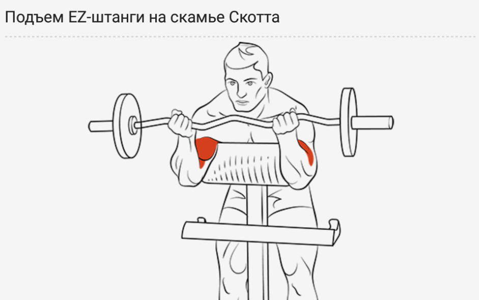 Сгибание рук на скамье скотта: техника подъем штанги и гантелей на бицепс на лавке скотта