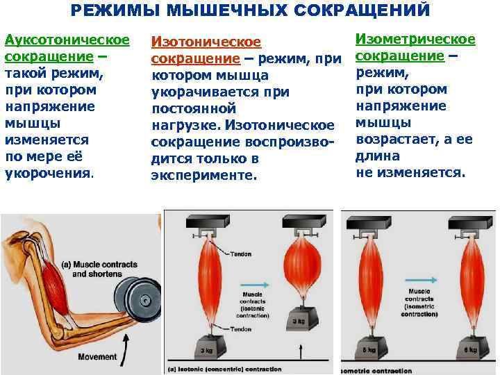 Как шокировать мышцы. принцип шокирования мышц - система джо вейдера