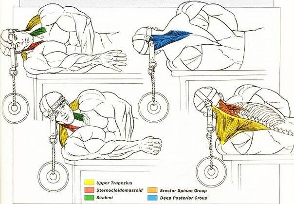 Как накачать шею в домашних условиях: , тренировка мышц гантелями, как правильно качать