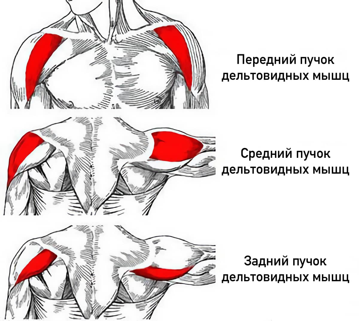 Дельты мышцы. Передний пучок дельтовидной мышцы. Пучки дельтовидных мышц. Передний и средний пучок дельтовидной мышцы. Задняя дельтовидная мышца.