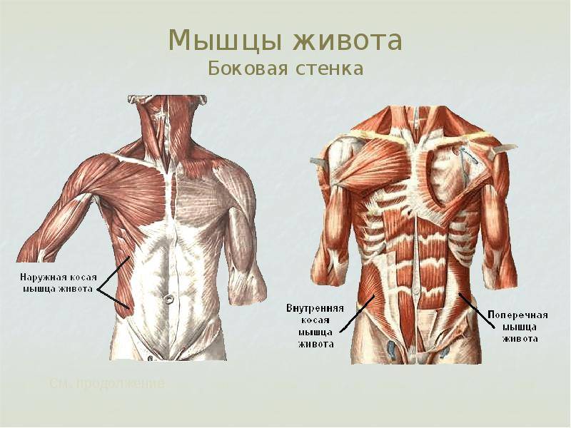 Из чего сделан наш живот: анатомия пресса