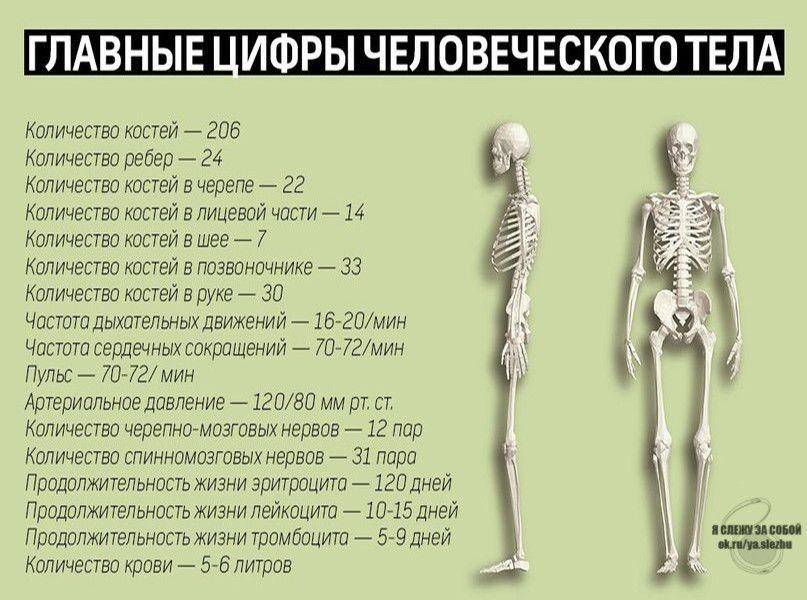 Сколько костей в теле человека взрослого - только факты