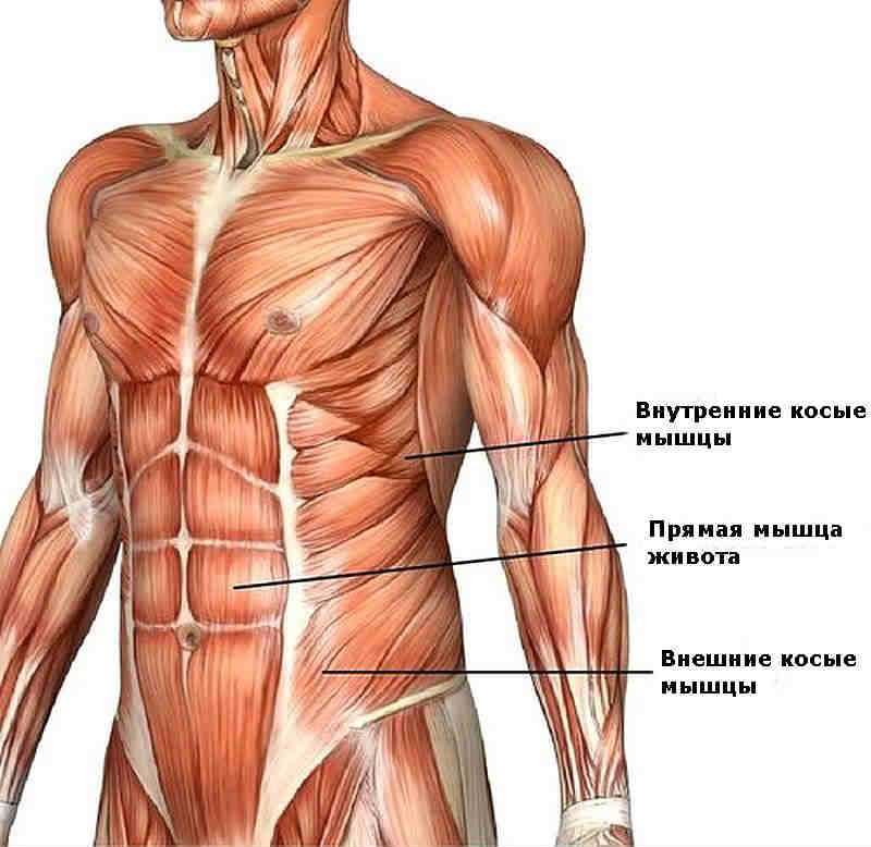 Мышцы живота. мышцы стенок брюшной полости. вспомогательный аппарат мышц живота