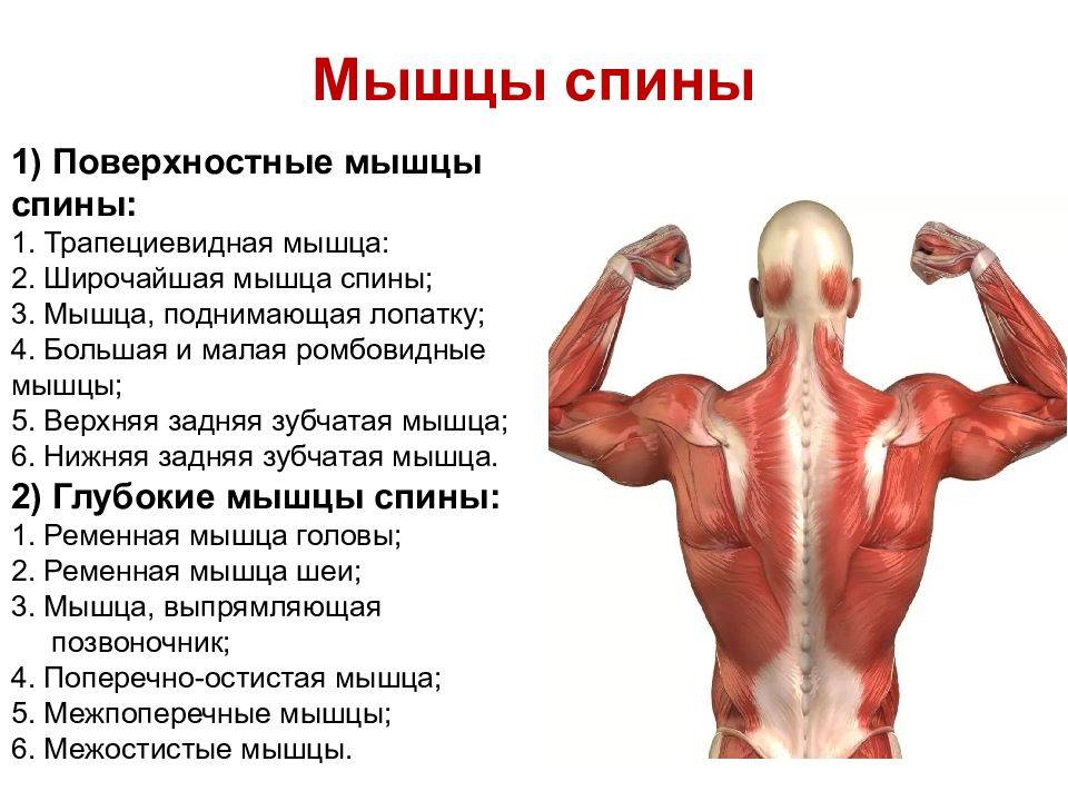 Широчайшая мышца спины человека | анатомия широчайшей мышцы спины, строение, функции, картинки на eurolab