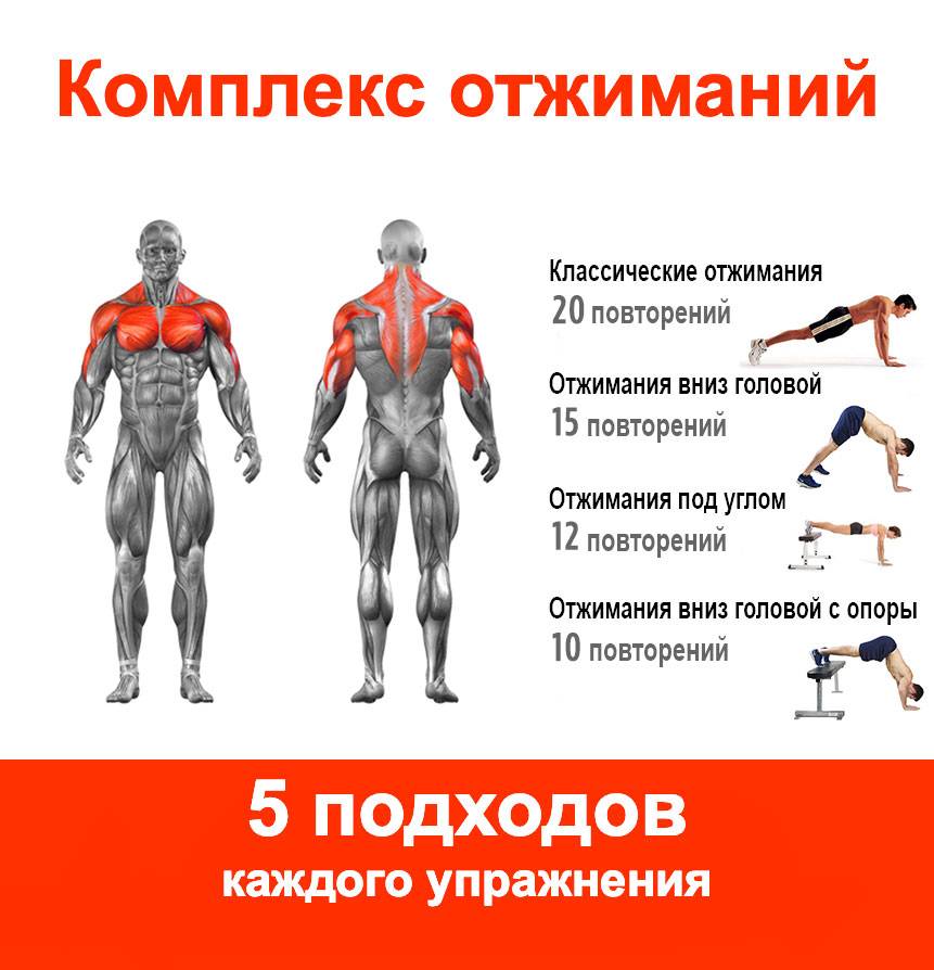 Отжимания широким хватом: какие мышцы работают в вариантах упражнения от пола, коленей и лавки, правильная техника