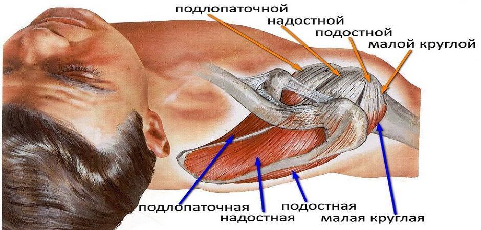 Протокол реабилитации (лечения) при импиджменте плеча