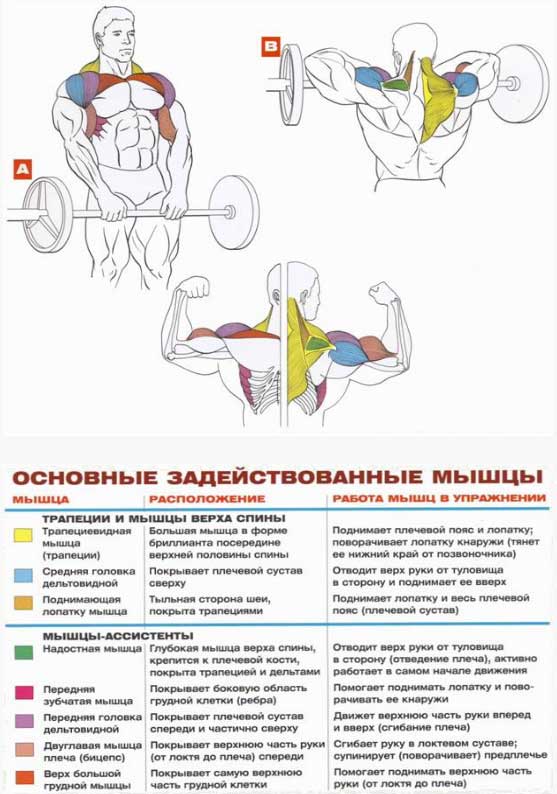 Всё чего ты не знал о тяге штанги к подбородку