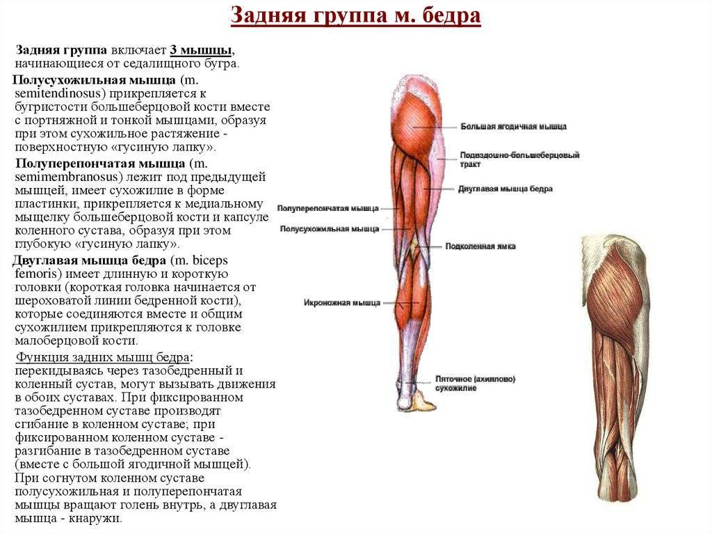 Травма мышцы задней поверхности бедра: механизм лечения и профилактические меры - бу "республиканский центр общественного здоровья и медицинской профилактики, лечебной физкультуры и спортивной медицины"