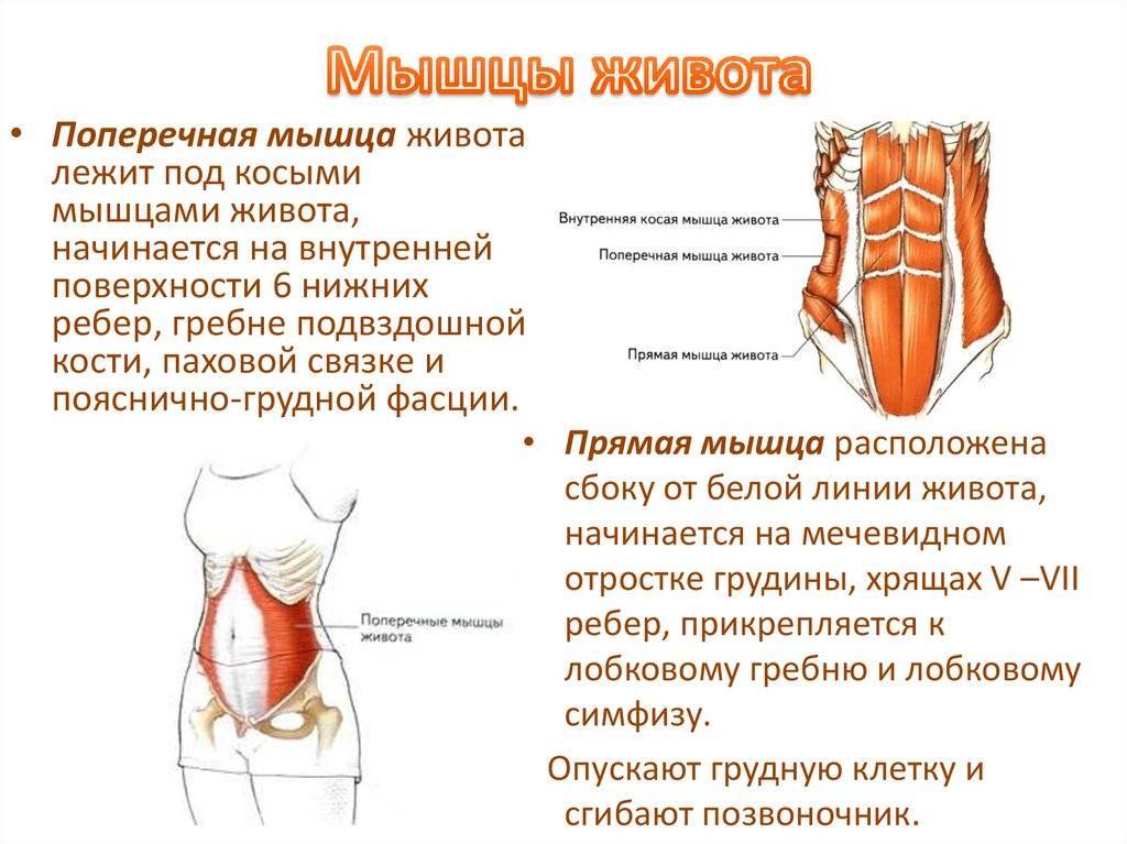 Мышцы живота (прямые и косые) анатомия и строение брюшного пресса