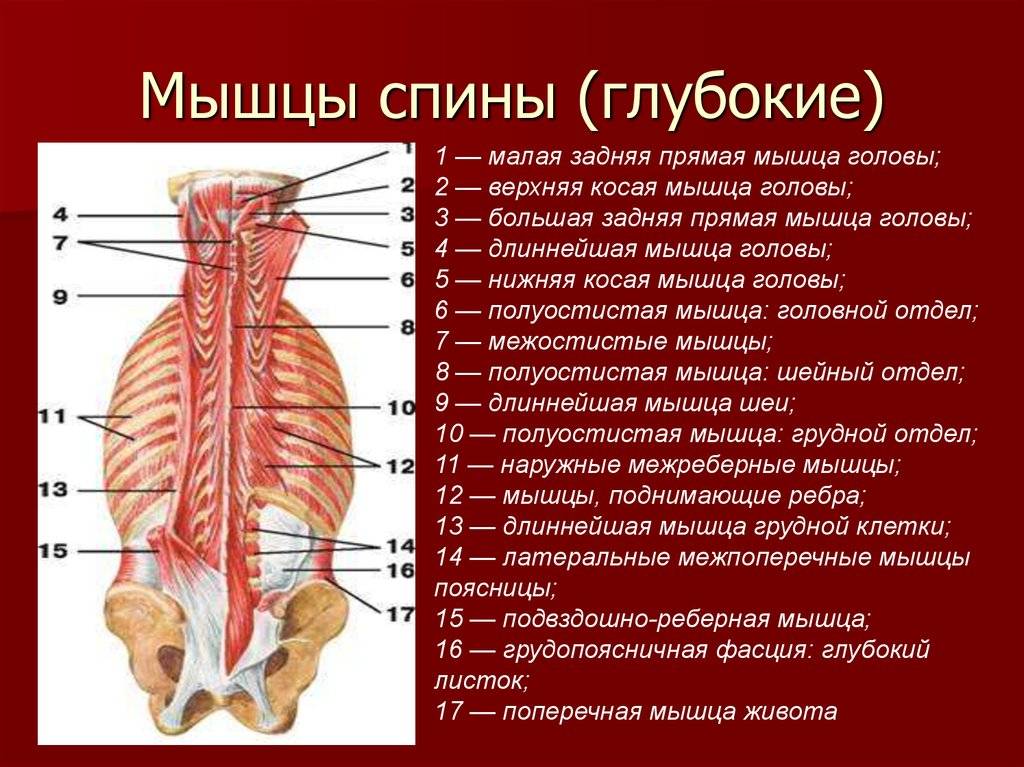 Мышцы спины анатомия картинки глубокие