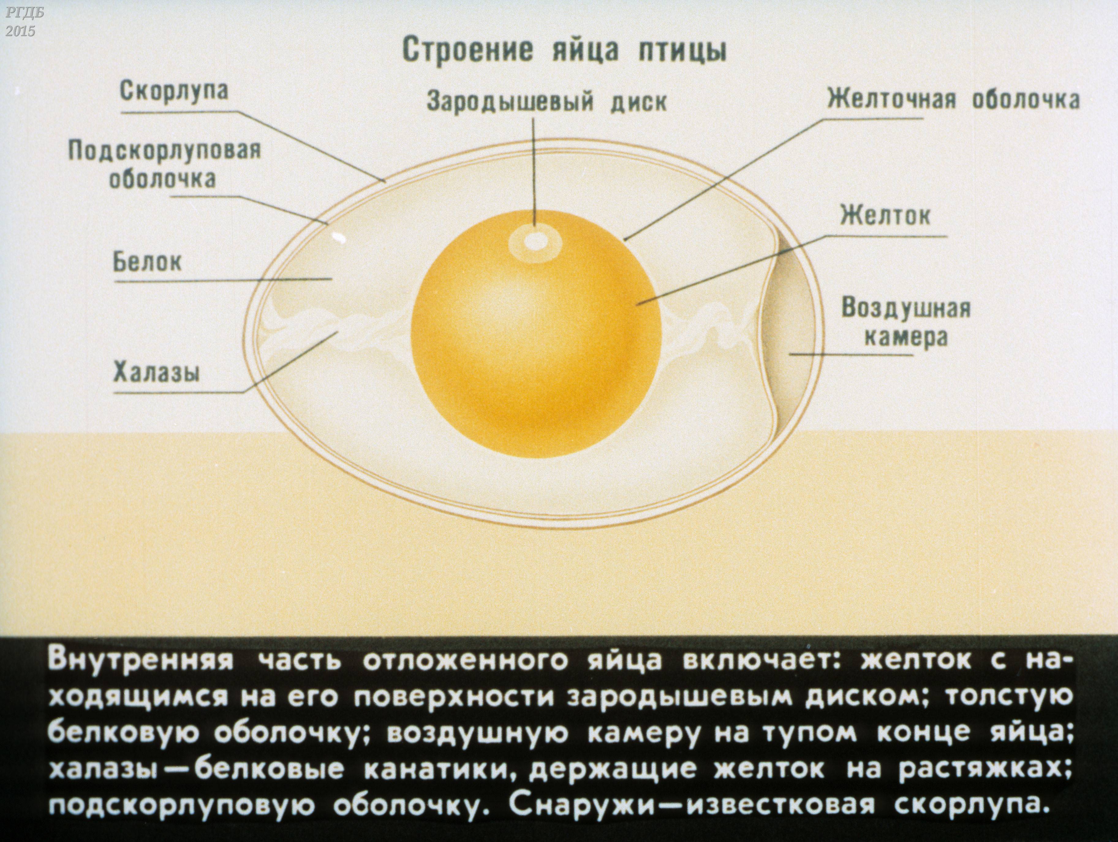 Функции оболочек яйца