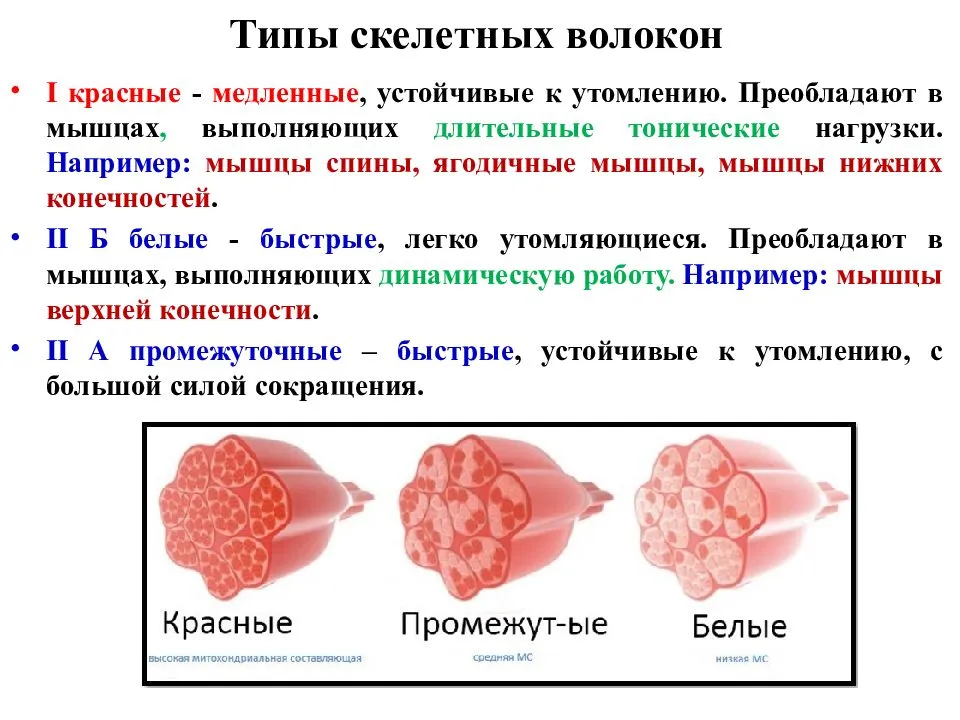 Типы мышц. какими бывают мышечные волокна? [гайд: часть №1]