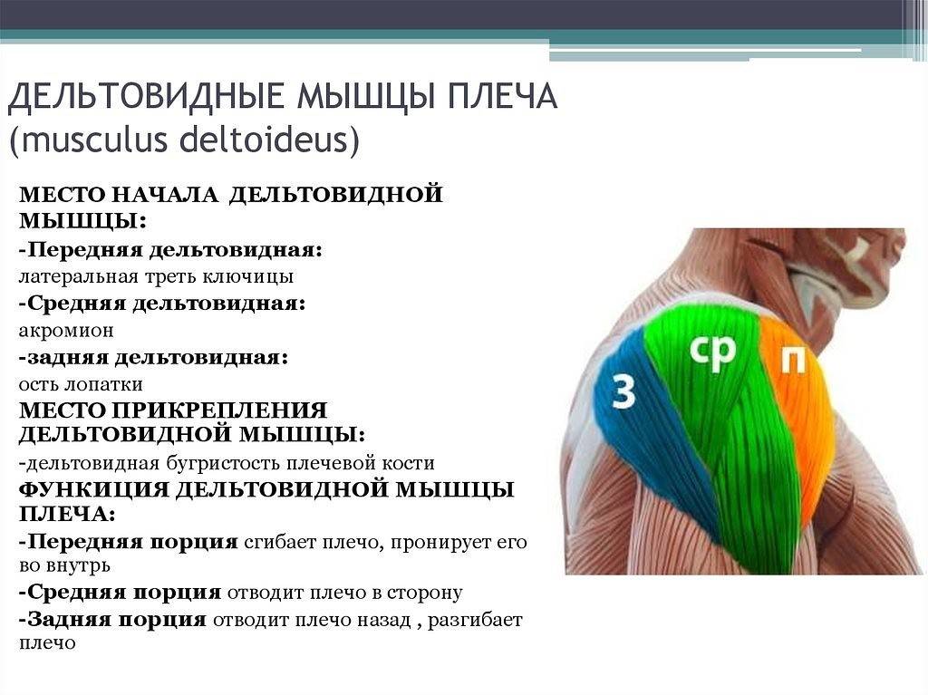 Дельтовидные мышцы их строение и функции