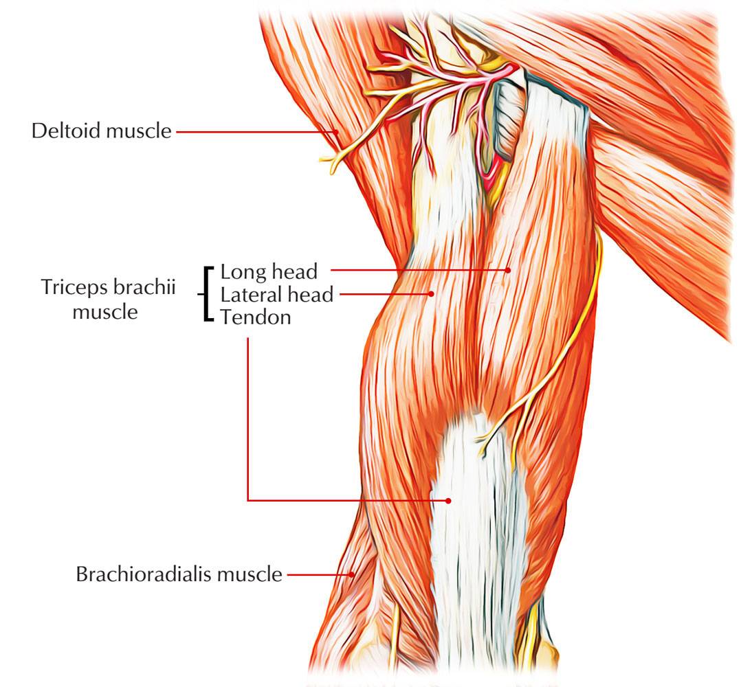 Крепление мышц. Triceps brachii. Трицепс анатомия функции. Tendon трицепс. Трицепс плеча анатомия.