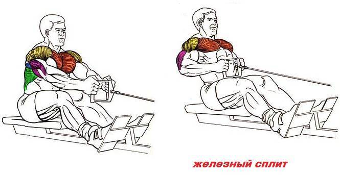 Тяга нижнего блока к поясу сидя узким и широким хватом, техника выполнения | твой фитнес