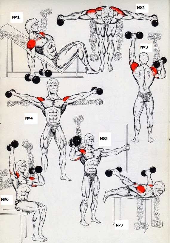 Упражнения на плечи в тренажерном зале: как накачать дельты мужчине в спортзале