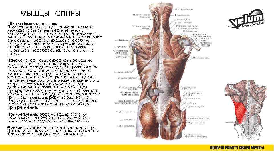 Учебное пособие «биомеханика мышц»
