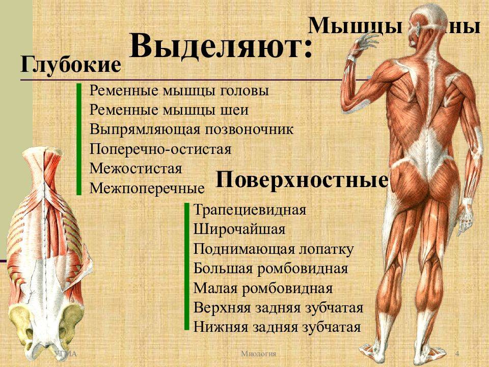 Мышцы спины названия на картинке