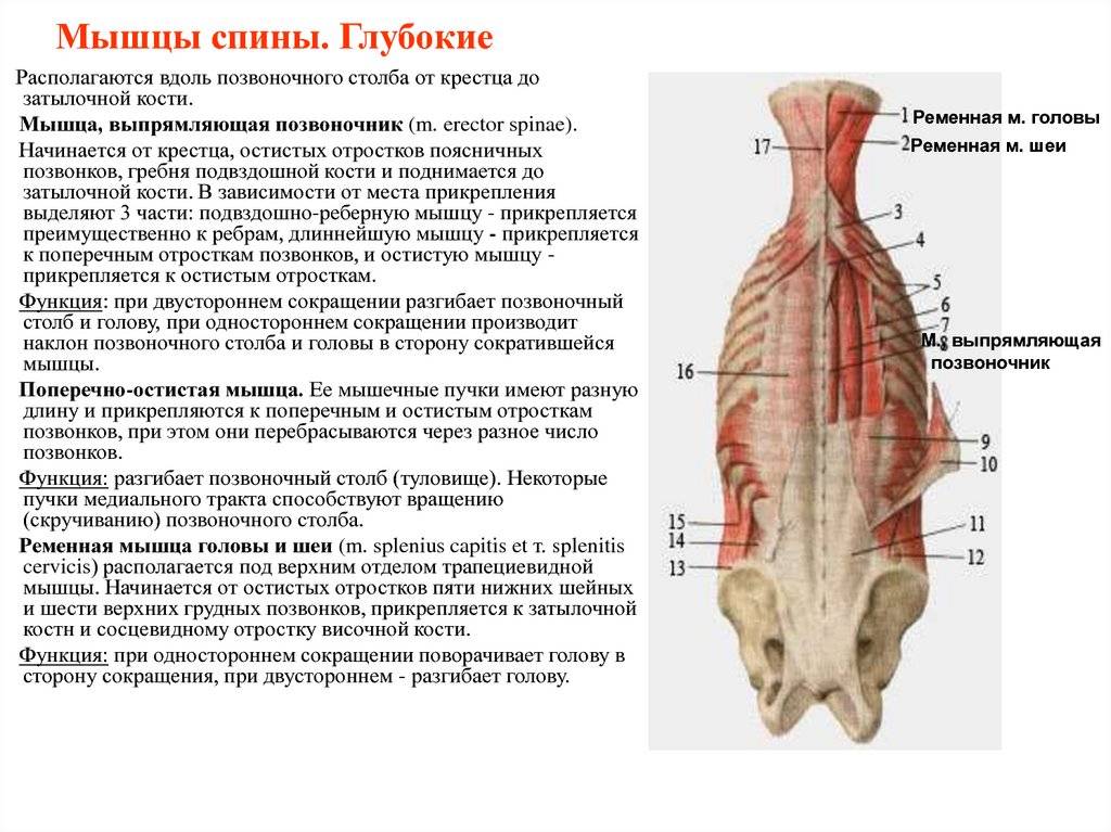 Поверхностные и глубокие мышцы. Функции глубоких мышц спины мышцы. Поверхностные мышцы и глубокие мышцы. Мышцы спины поверхностные и глубокие слои анатомия. Глубокие мышцы позвоночника анатомия.