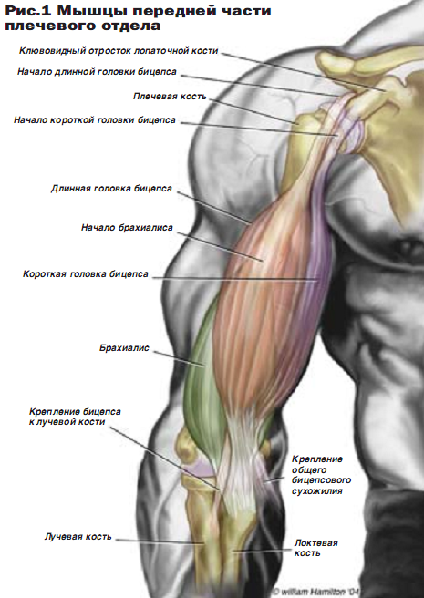 Биомеханика мышц параллельного и перистого типа