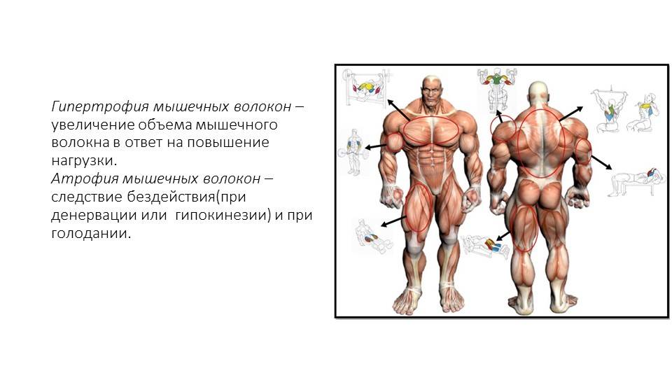 Как растут мышцы после тренировки — физиология процесса