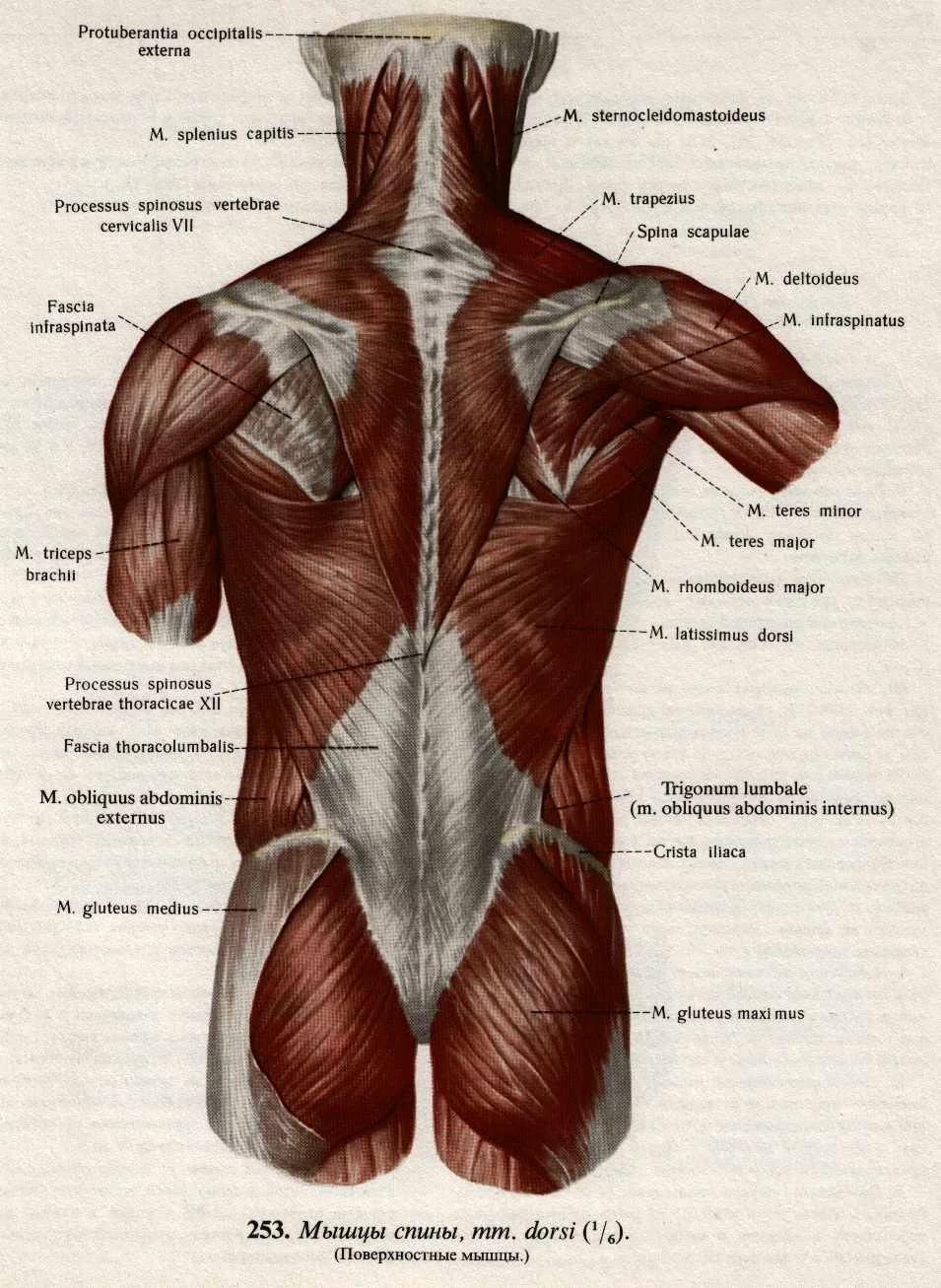 Мышцы спины человека фото мужчин