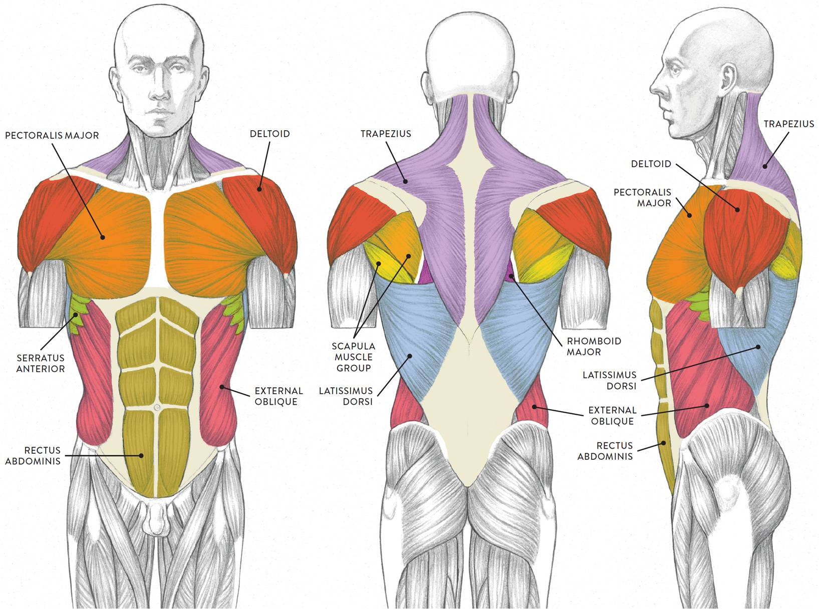 Анатомия позвоночника и спины - e-anatomy