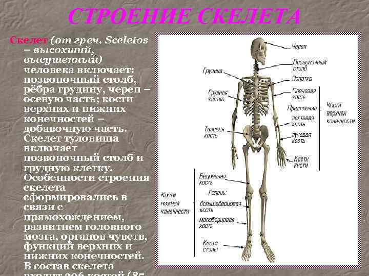 Интересные факты о костях человека