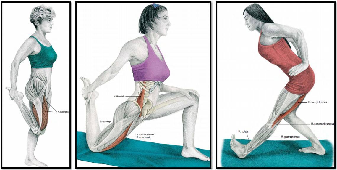 Как тренировать бицепс бедра: анатомия мышц и лучшие упражнения