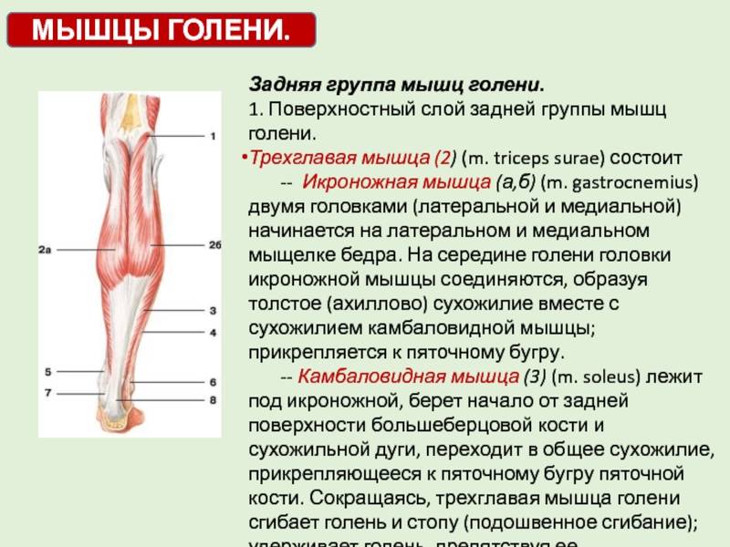 Мышцы ног человека: анатомия, схема-рисунок с названиями
