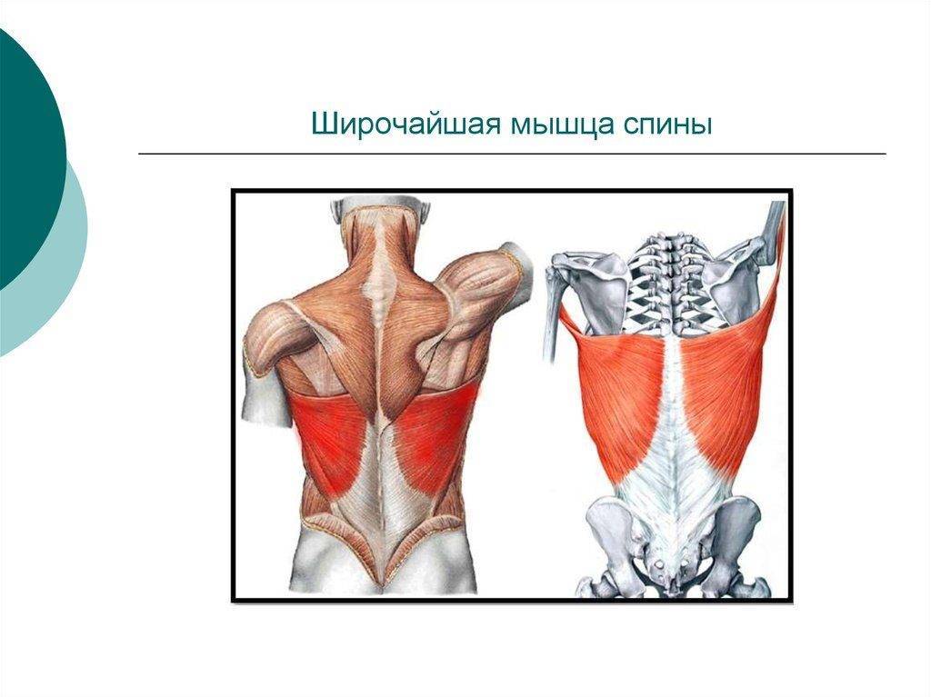 Широчайшая мышца спины — упражнения, биомеханика и советы по тренировке