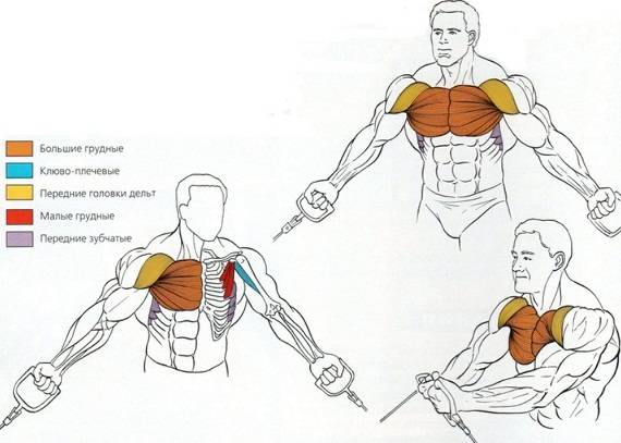 Как быстро прокачать грудные мышцы: нагрузка на правильную прорисовку грудных мышц