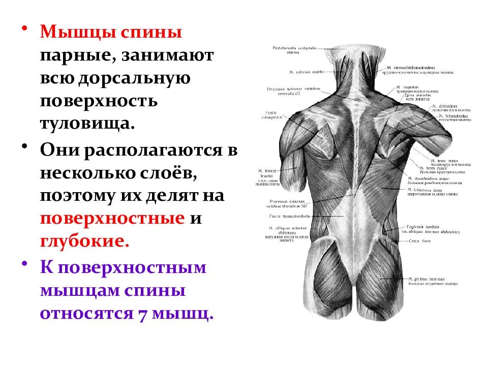 Что такое позвоночник человека, как он устроен? — аспект здоровья