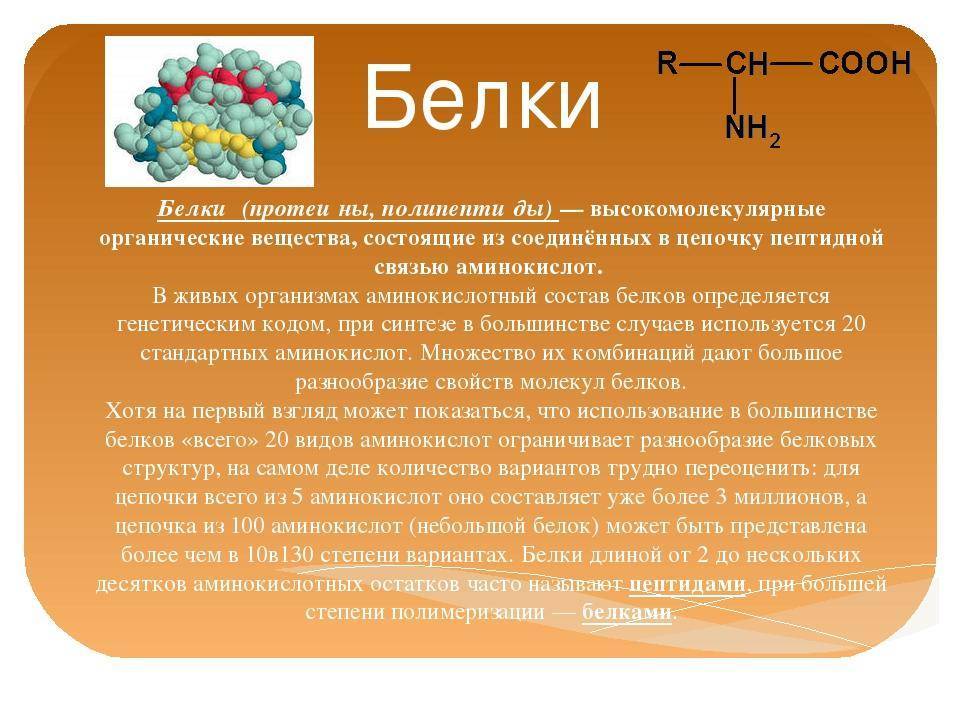 Белки и их значение в питании человека проект по химии