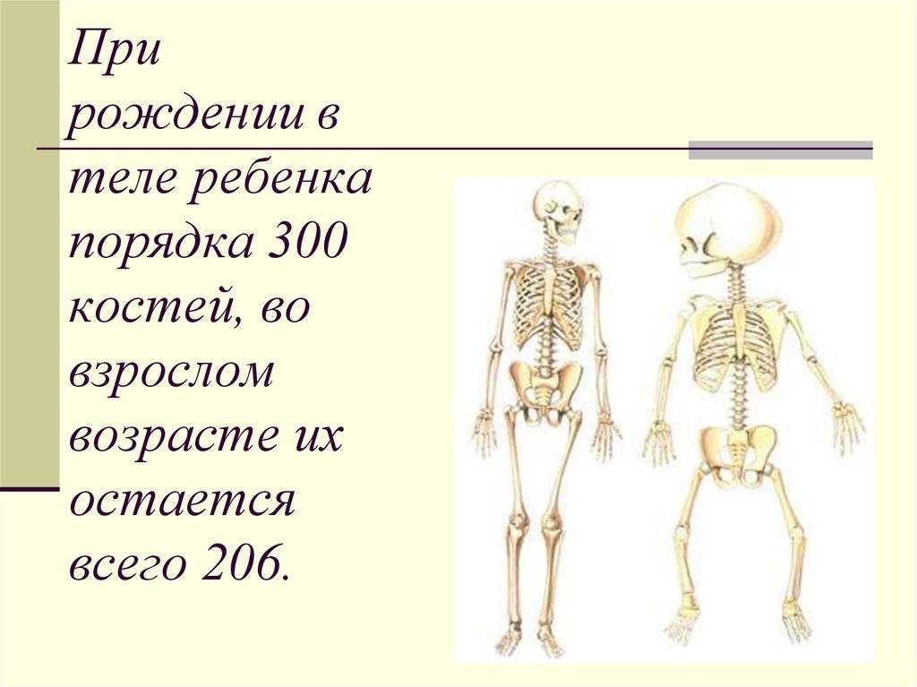Сколько костей в теле взрослого человека: из чего состоит наш скелет | tvercult.ru