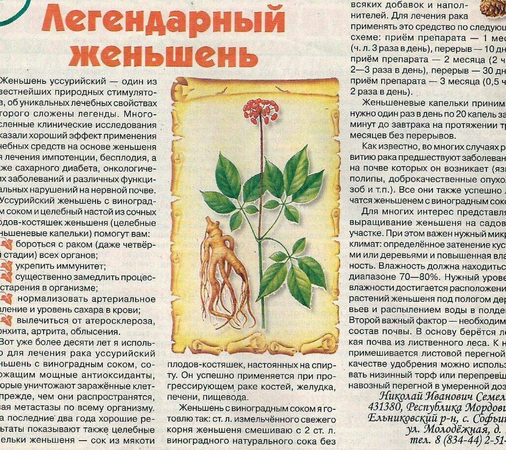 Настойка женьшеня в бодибилдинге