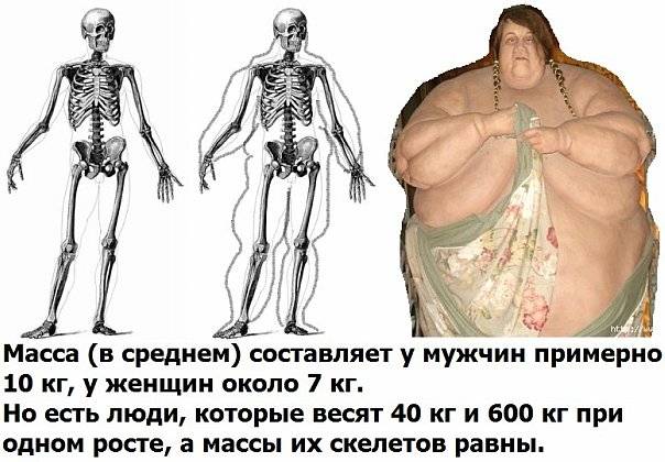 Тяжелая кость : сколько на самом деле весил скелет человека