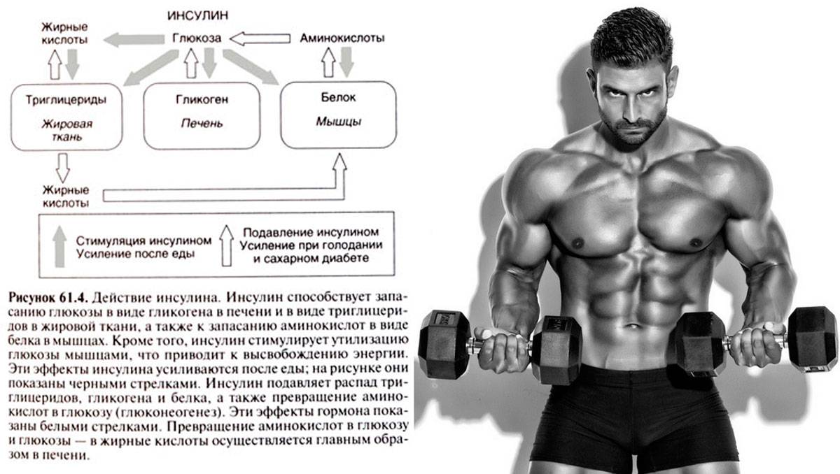 Мнение эндокринолога: инсулинорезистентность - причина или следствие ожирения? что лечить в первую очередь? * клиника диана в санкт-петербурге