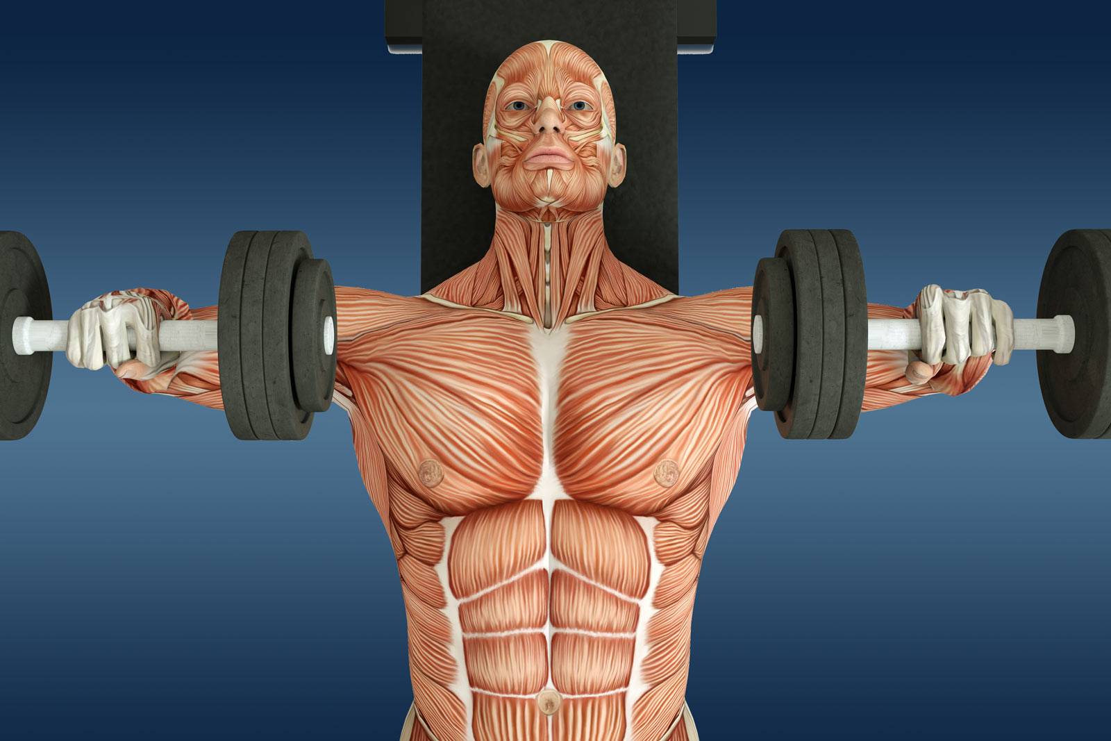 тренировка спины и груди в одну тренировку фото 114